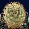 Sulcorebutia_pulchra_1